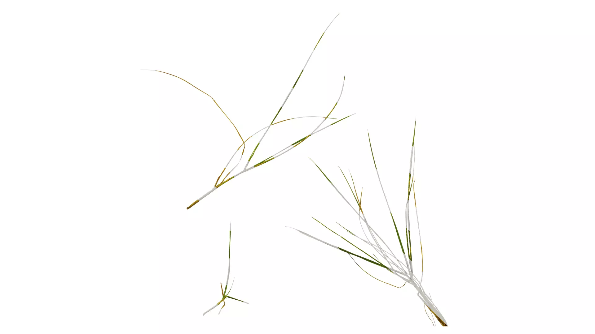 Anydrafts Ammophila arenaria Atlas 02 Texture_0