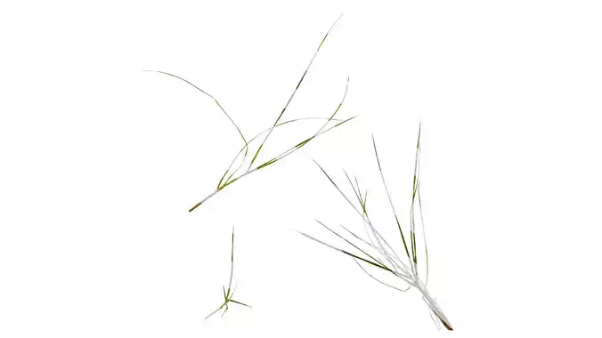 Anydrafts Ammophila arenaria Atlas 02