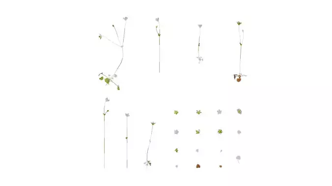 Anydrafts Androsace umbellata Atlas 01 Texture