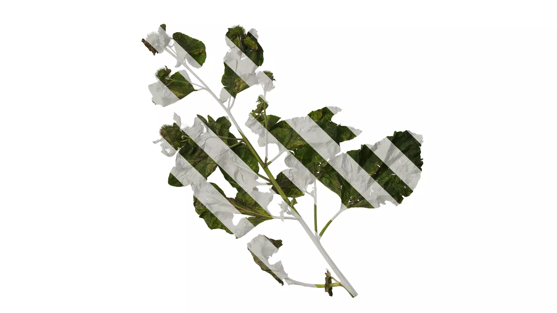 Anydrafts Arctium lappa Atlas 02 Texture