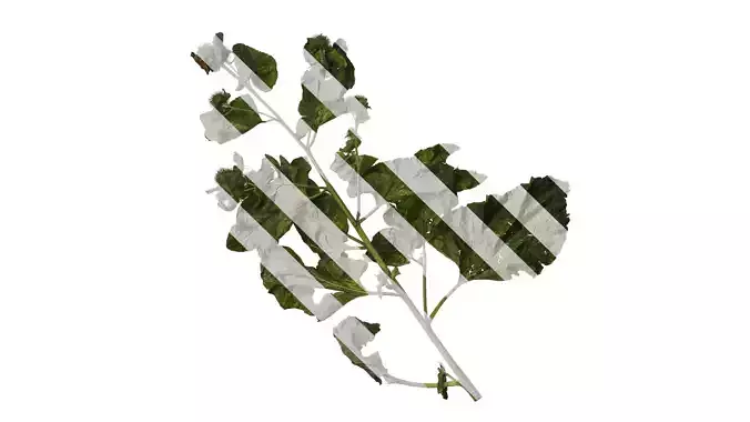 Anydrafts Arctium lappa Atlas 02