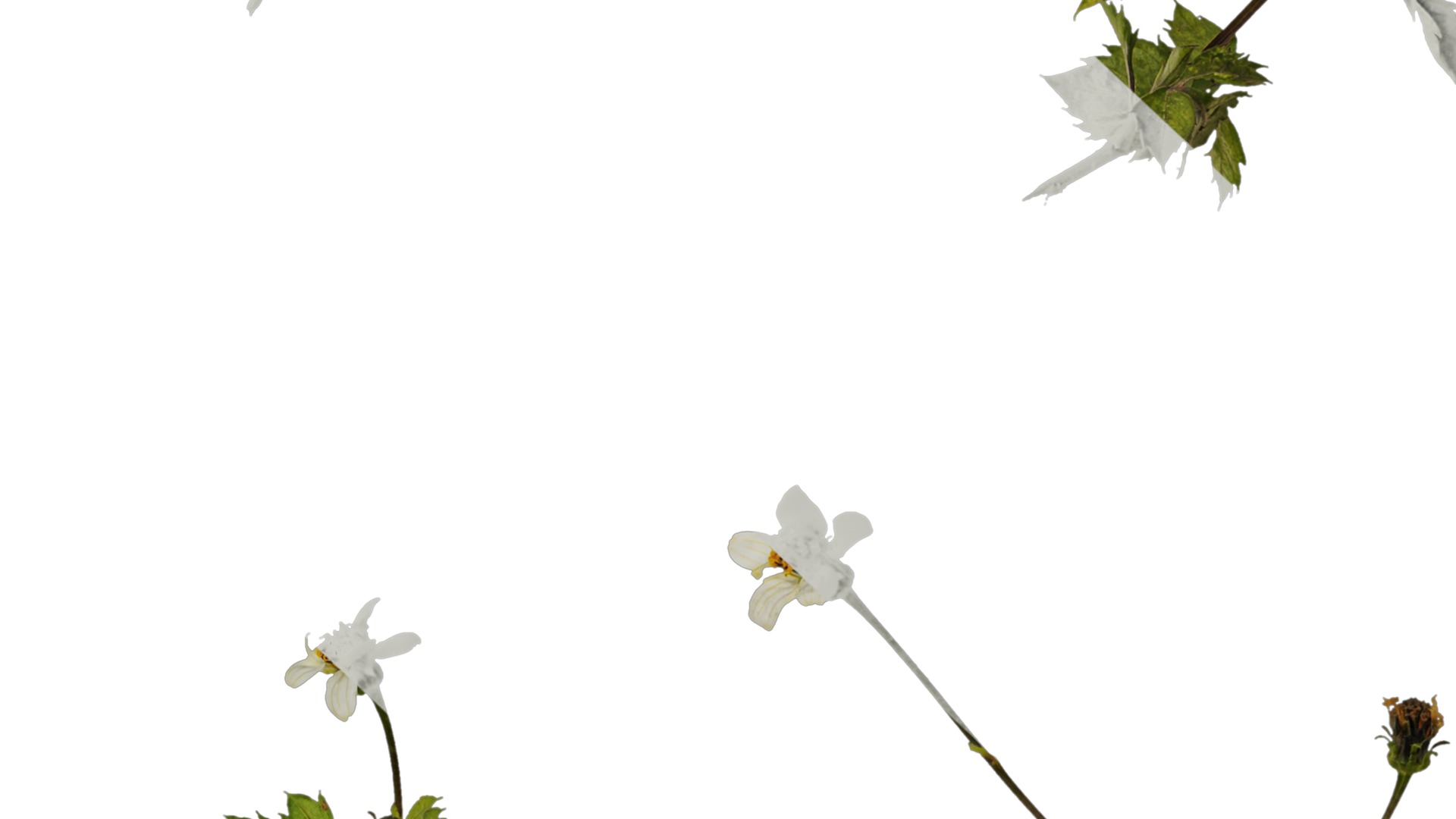 Anydrafts Bidens pilosa Atlas 01 Texture_7