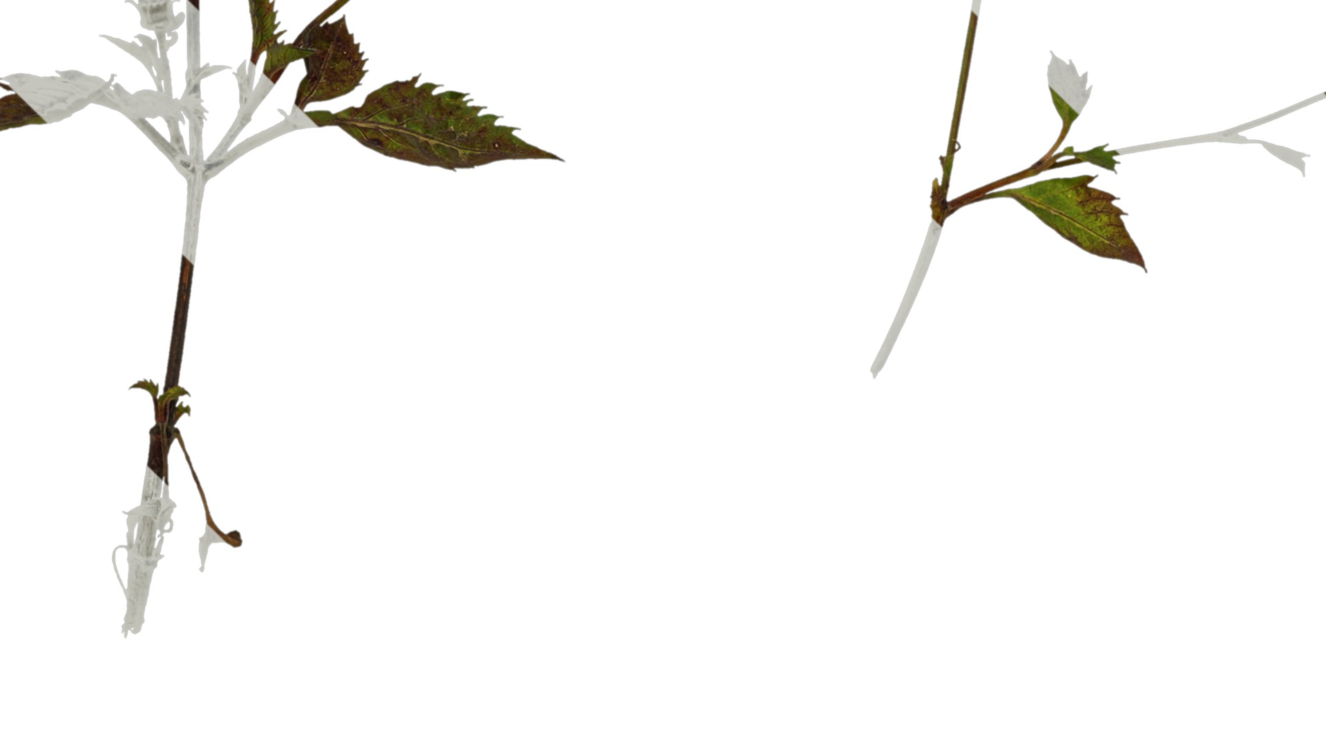 Anydrafts Bidens pilosa Atlas 01 Texture_3