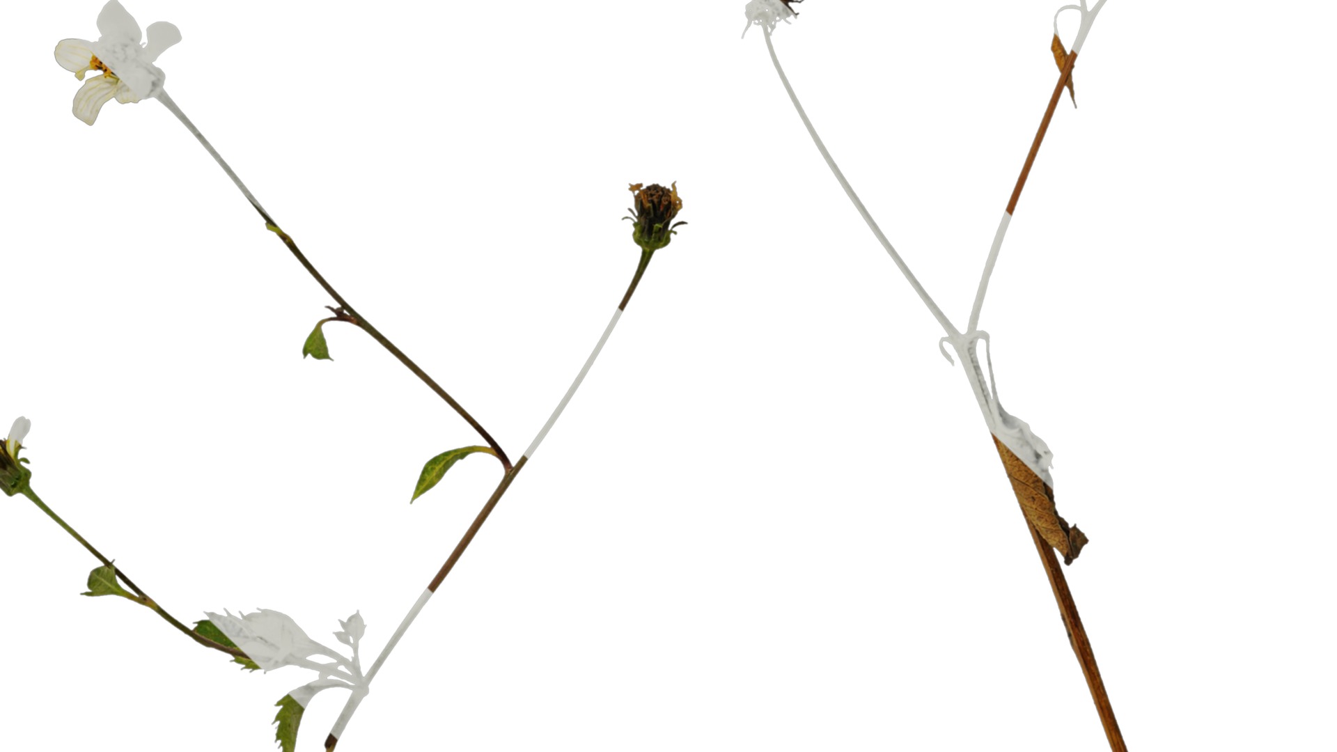 Anydrafts Bidens pilosa Atlas 01 Texture_6