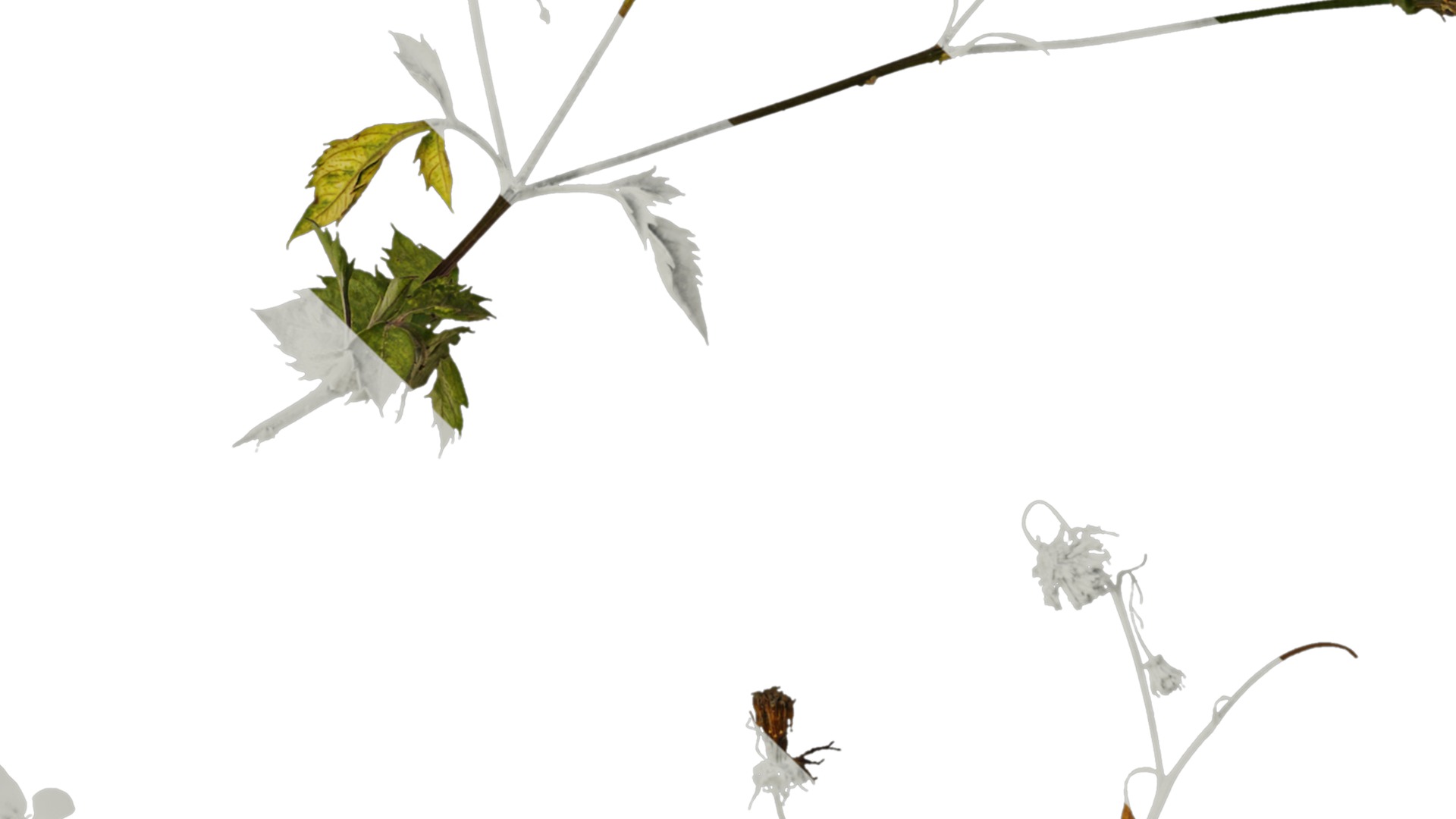 Anydrafts Bidens pilosa Atlas 01 Texture_4