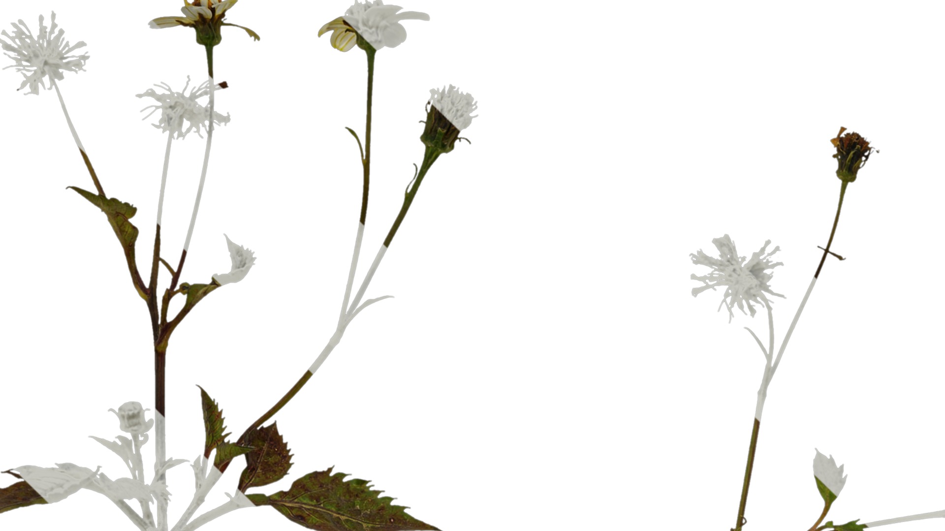 Anydrafts Bidens pilosa Atlas 01 Texture_1