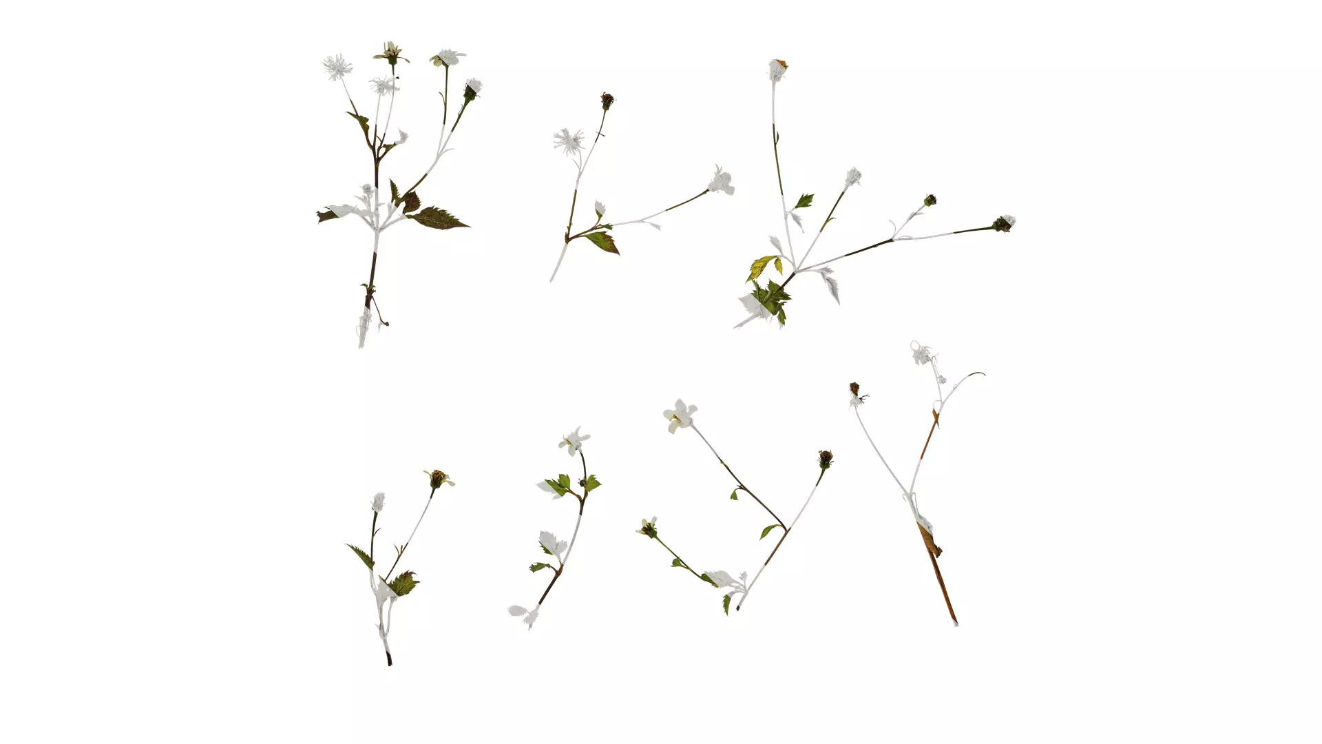 Anydrafts Bidens pilosa Atlas 01 Texture_0