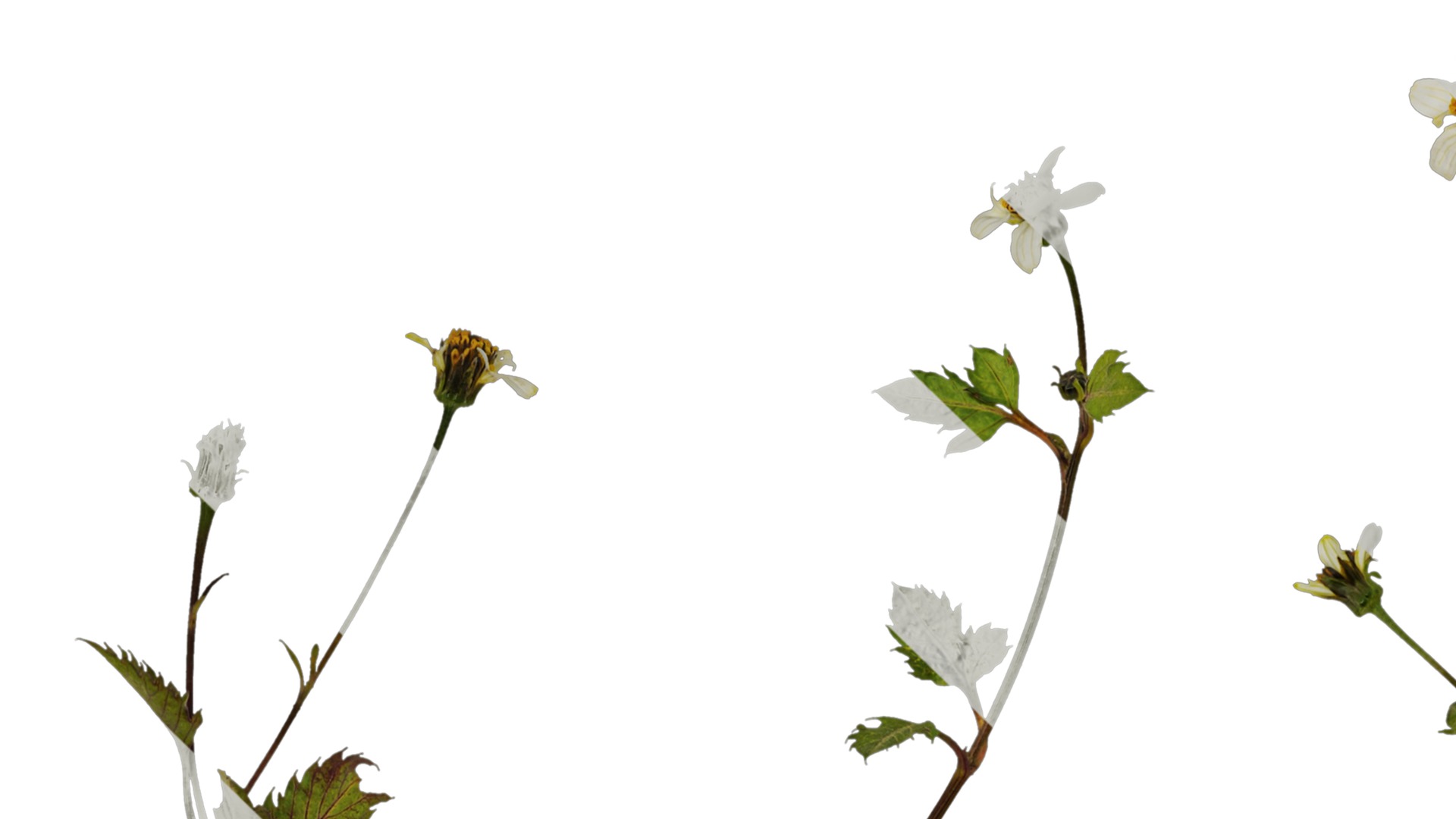 Anydrafts Bidens pilosa Atlas 01 Texture_5