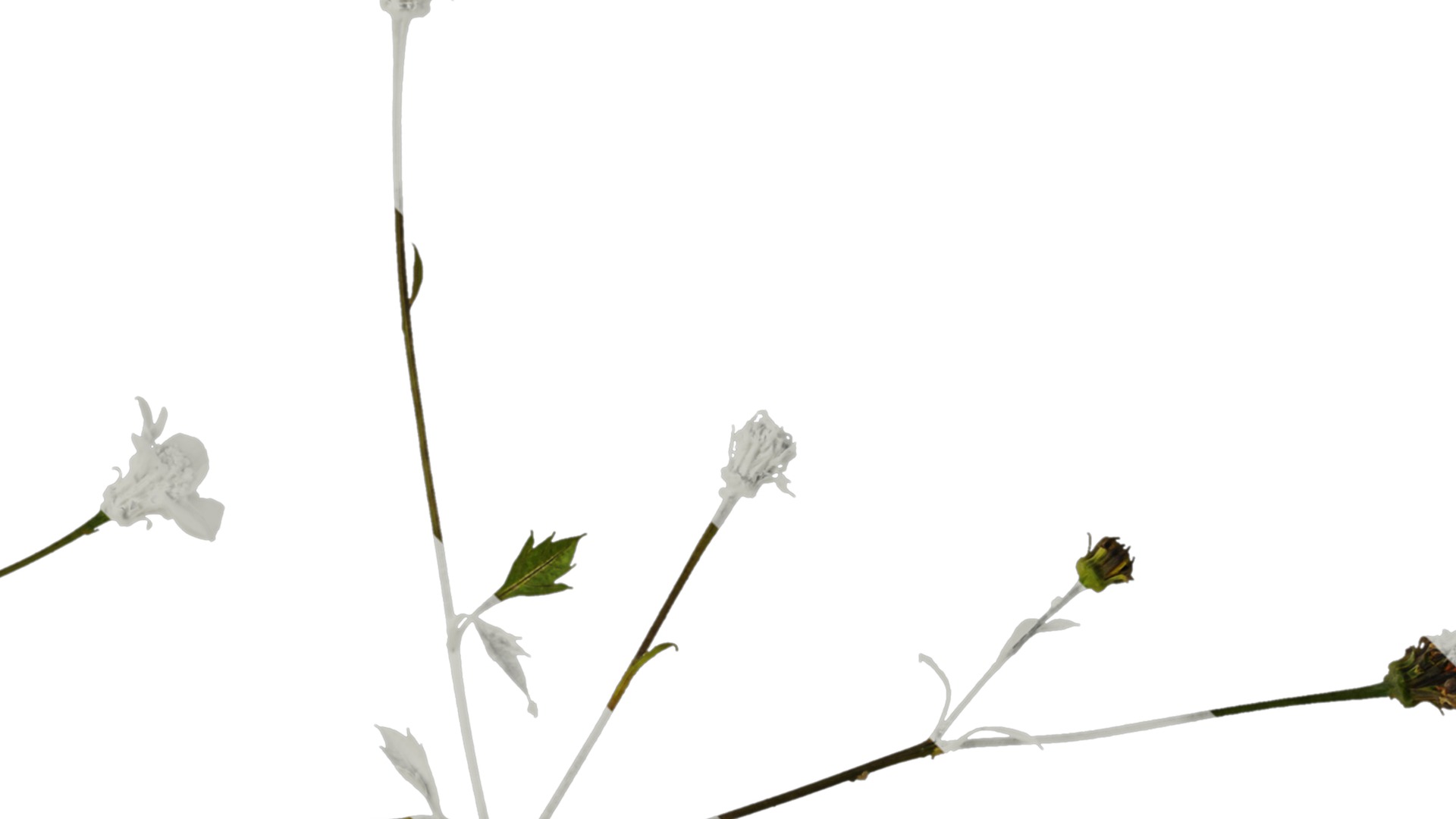 Anydrafts Bidens pilosa Atlas 01 Texture_2