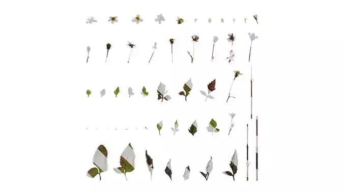 Anydrafts Bidens pilosa Atlas 02