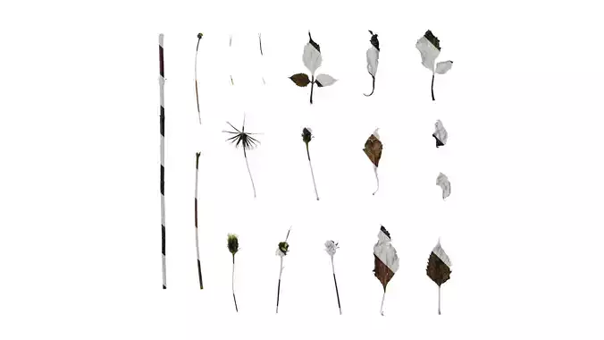 Anydrafts Bidens pilosa Atlas 03