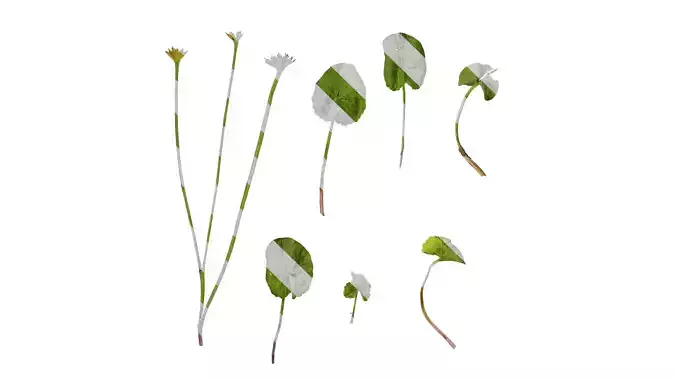 Anydrafts Caltha palustris Atlas 01