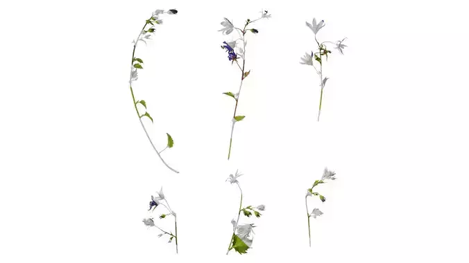 Anydrafts Campanula pallida Atlas 01 Texture