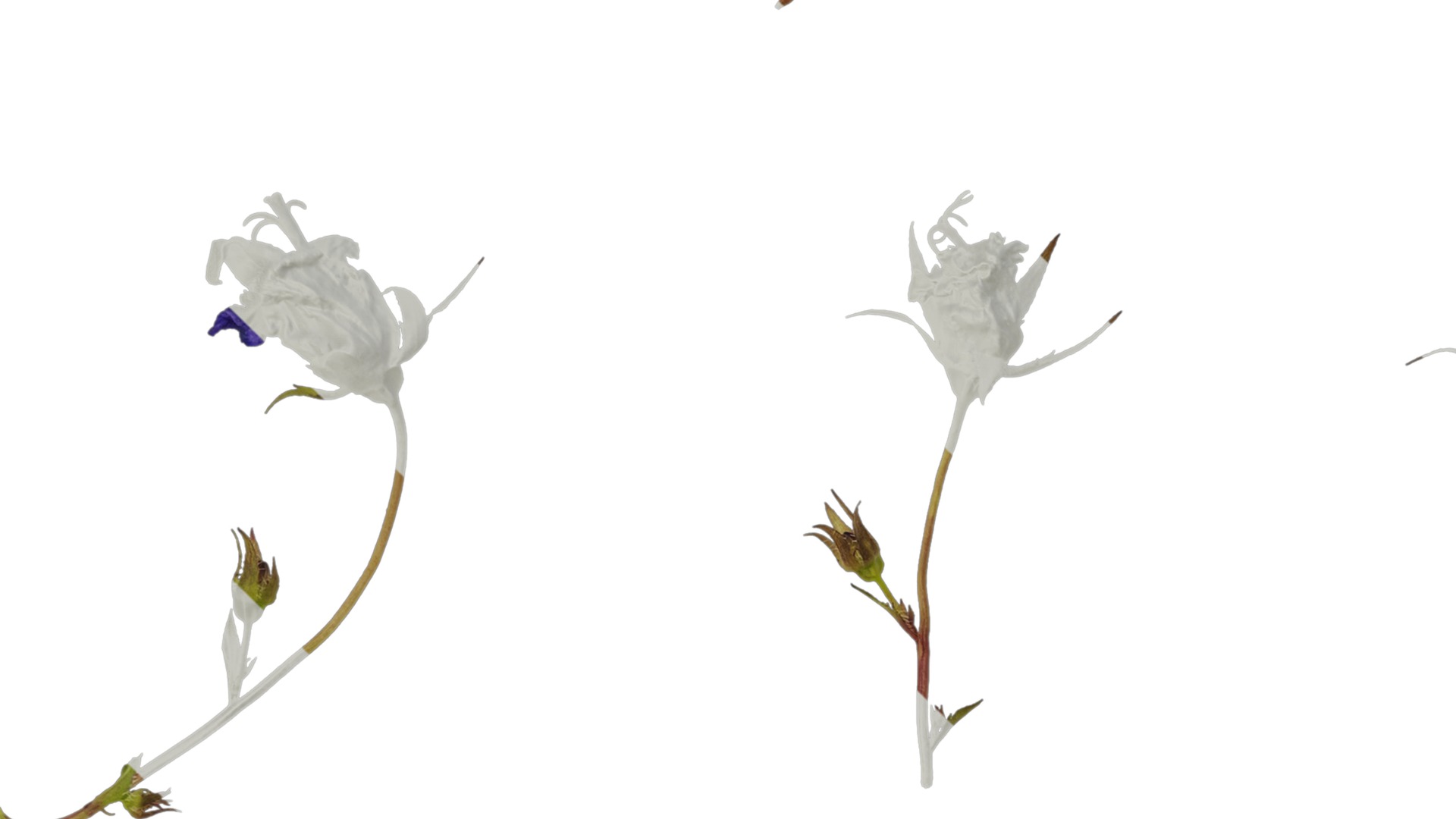 Anydrafts Campanula pallida Flower 01 Texture_3