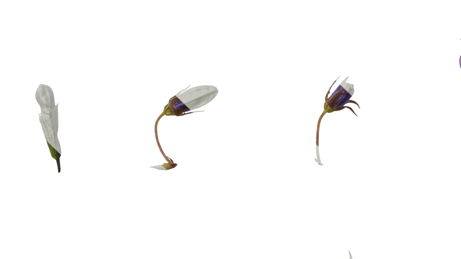 Anydrafts Campanula pallida Flower 01 Texture_5