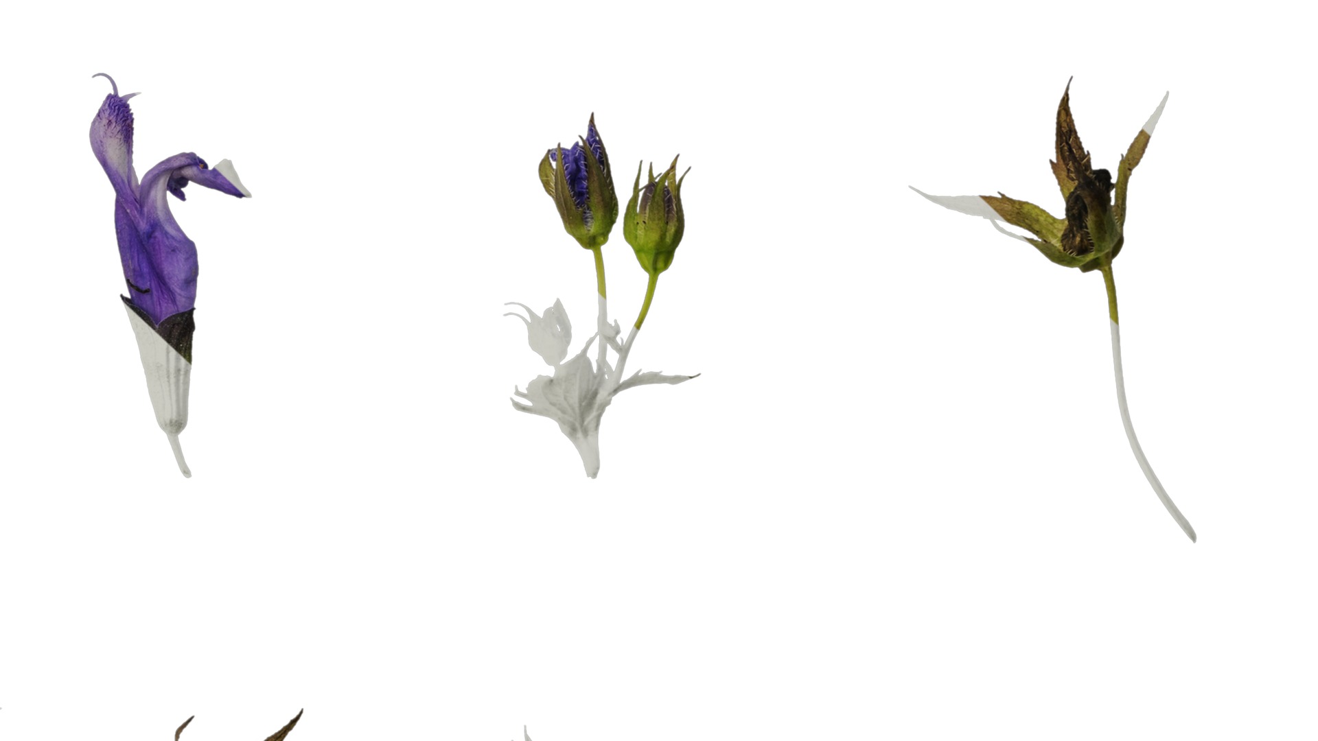 Anydrafts Campanula pallida Flower 01 Texture_6