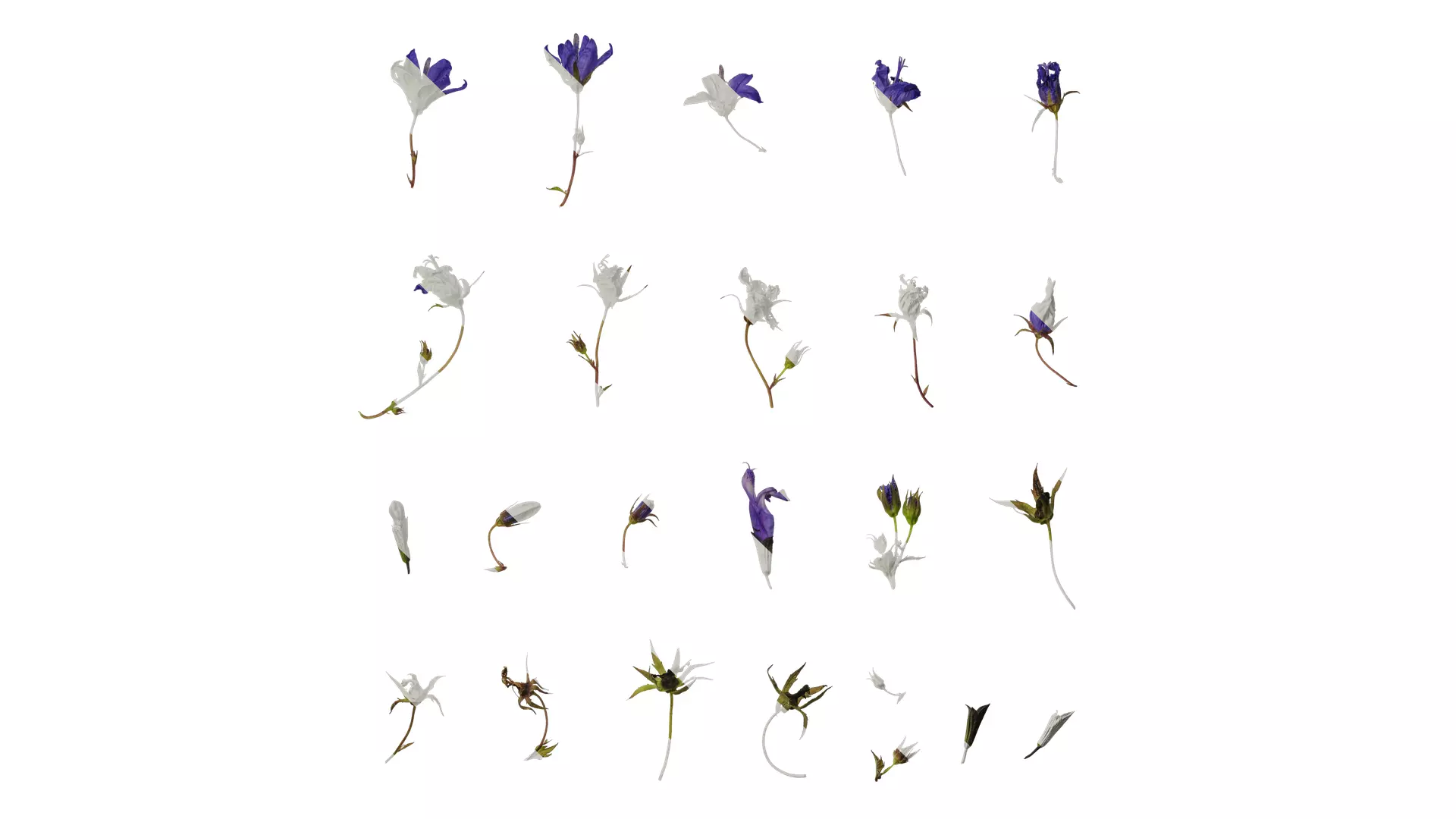 Anydrafts Campanula pallida Flower 01 Texture_0