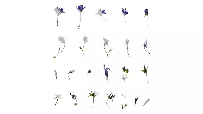 Anydrafts Campanula pallida Flower 01 Texture