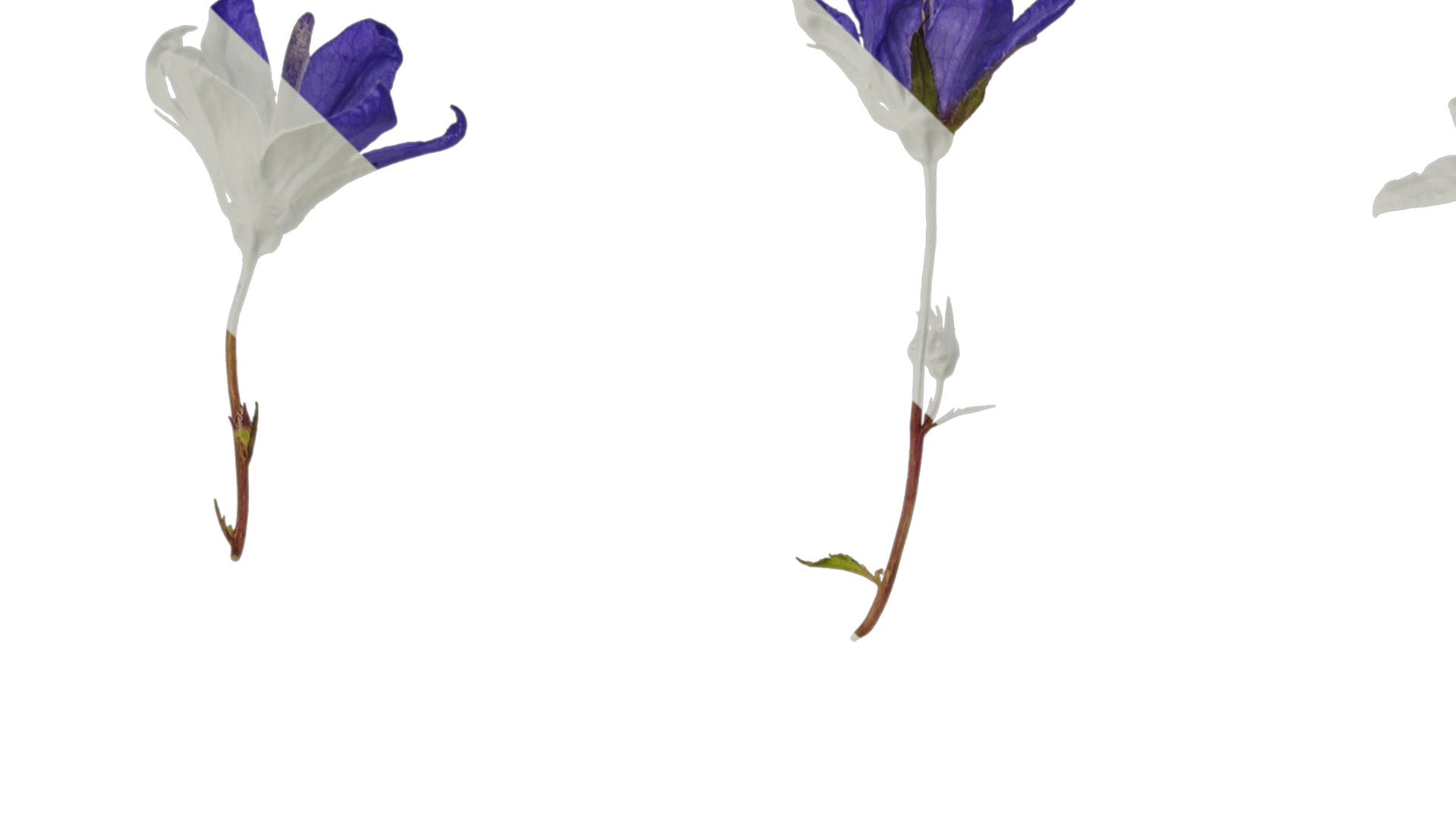 Anydrafts Campanula pallida Flower 01 Texture_1