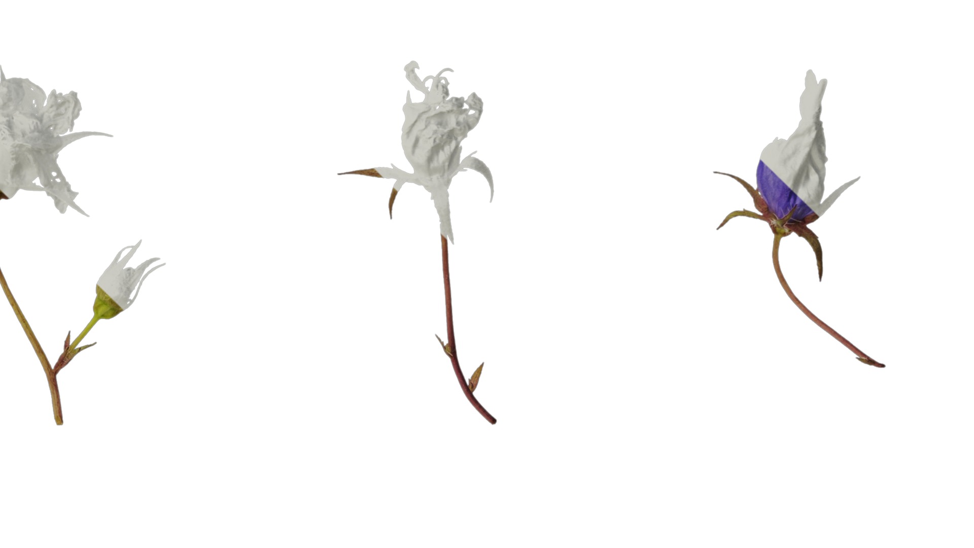 Anydrafts Campanula pallida Flower 01 Texture_4