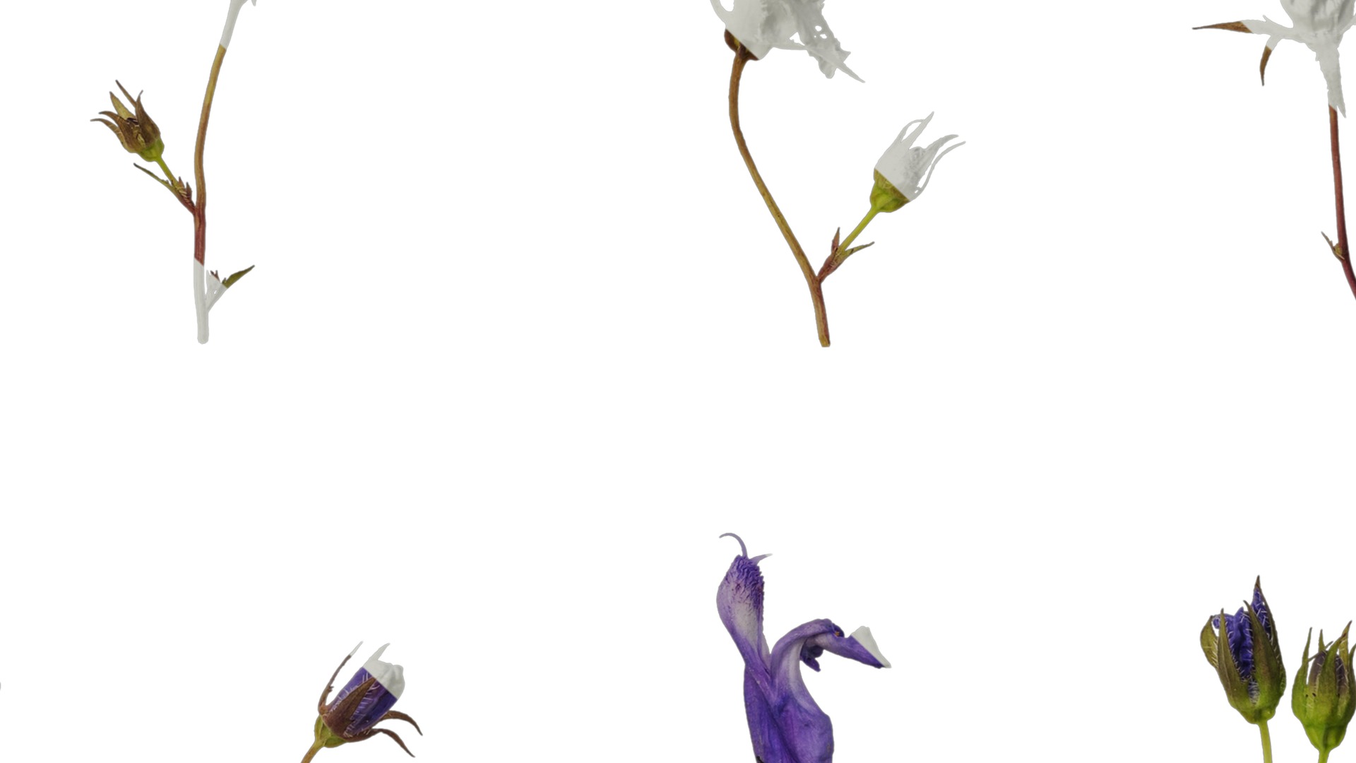 Anydrafts Campanula pallida Flower 01 Texture_7