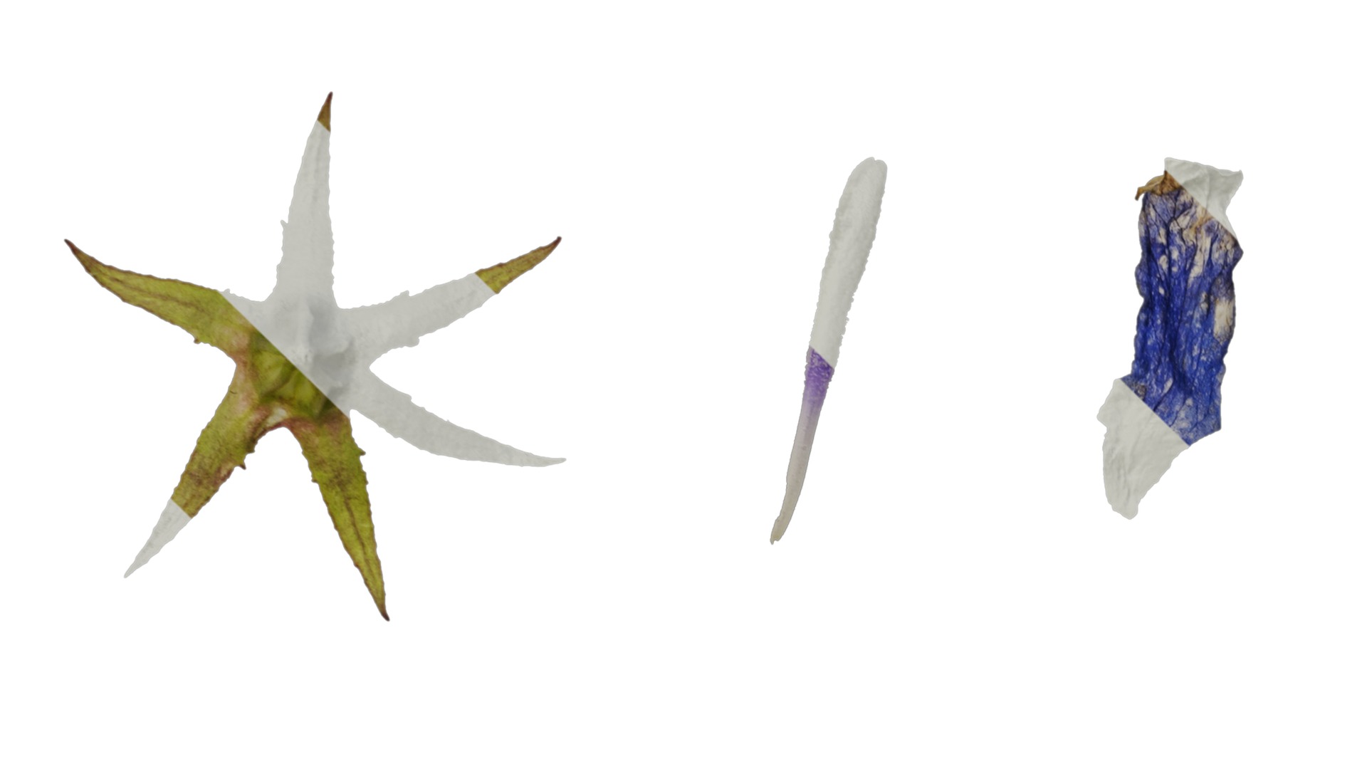 Anydrafts Campanula pallida Flower 02 Texture_3