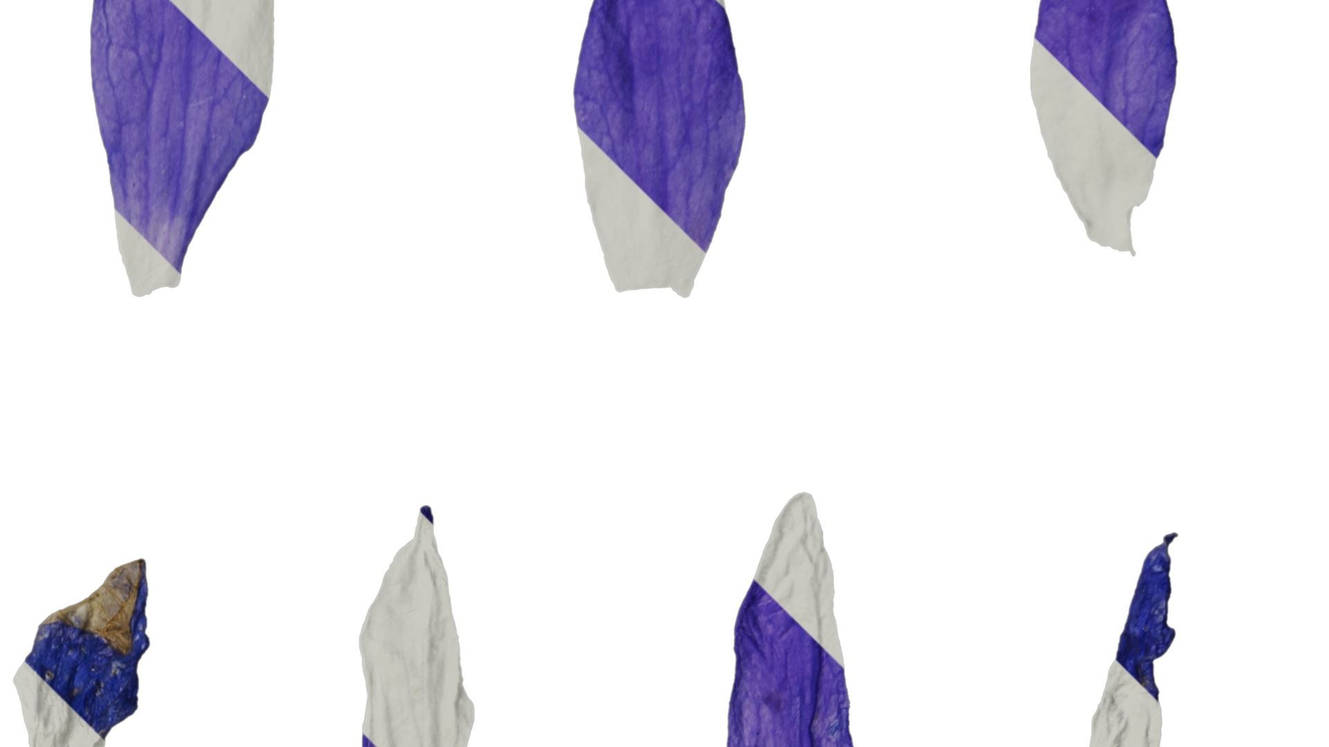 Anydrafts Campanula pallida Flower 02 Texture_2