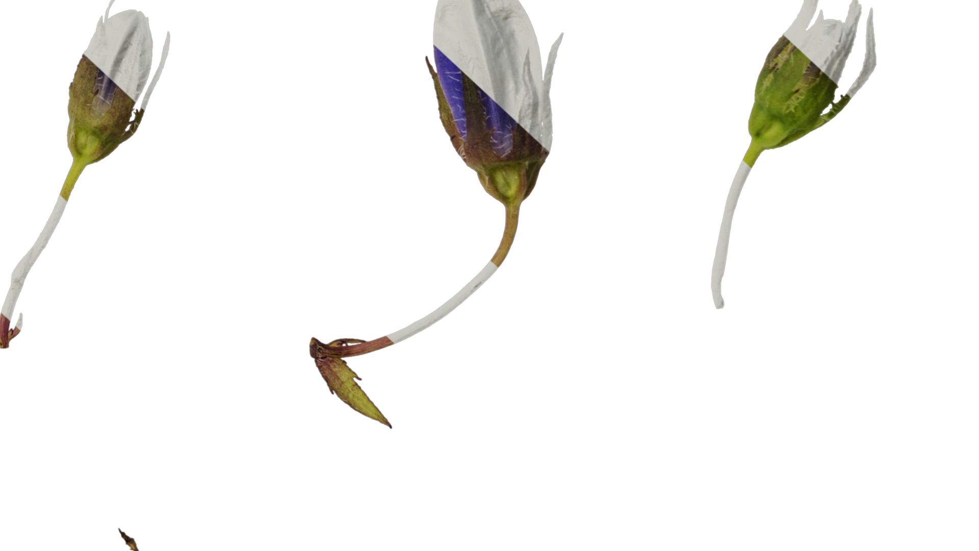 Anydrafts Campanula pallida Flower 02 Texture_6