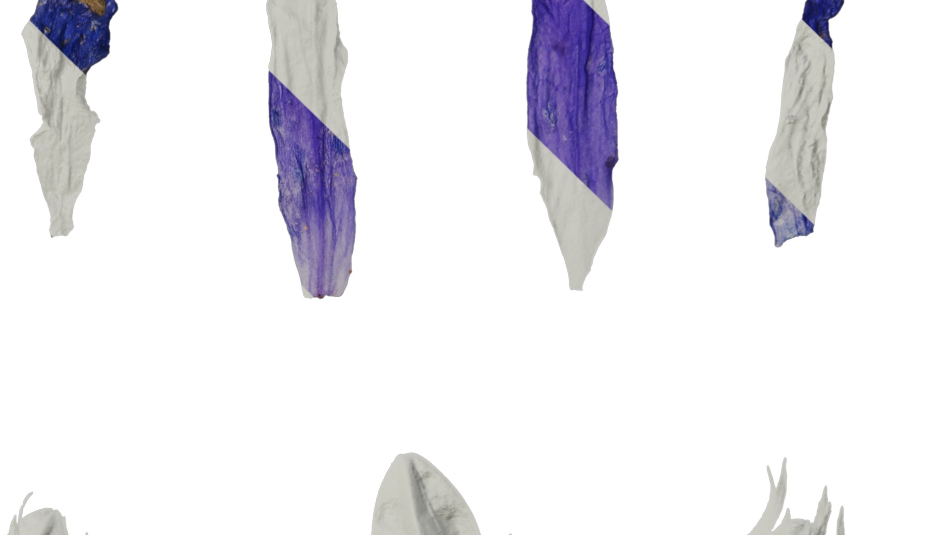 Anydrafts Campanula pallida Flower 02 Texture_4