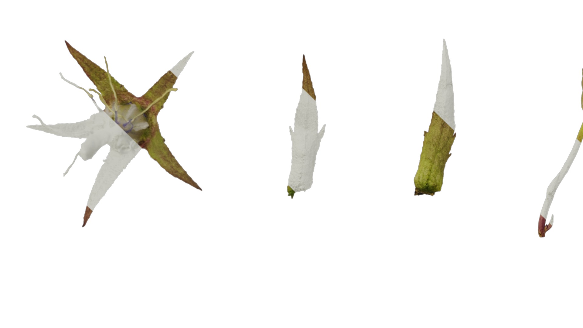 Anydrafts Campanula pallida Flower 02 Texture_5