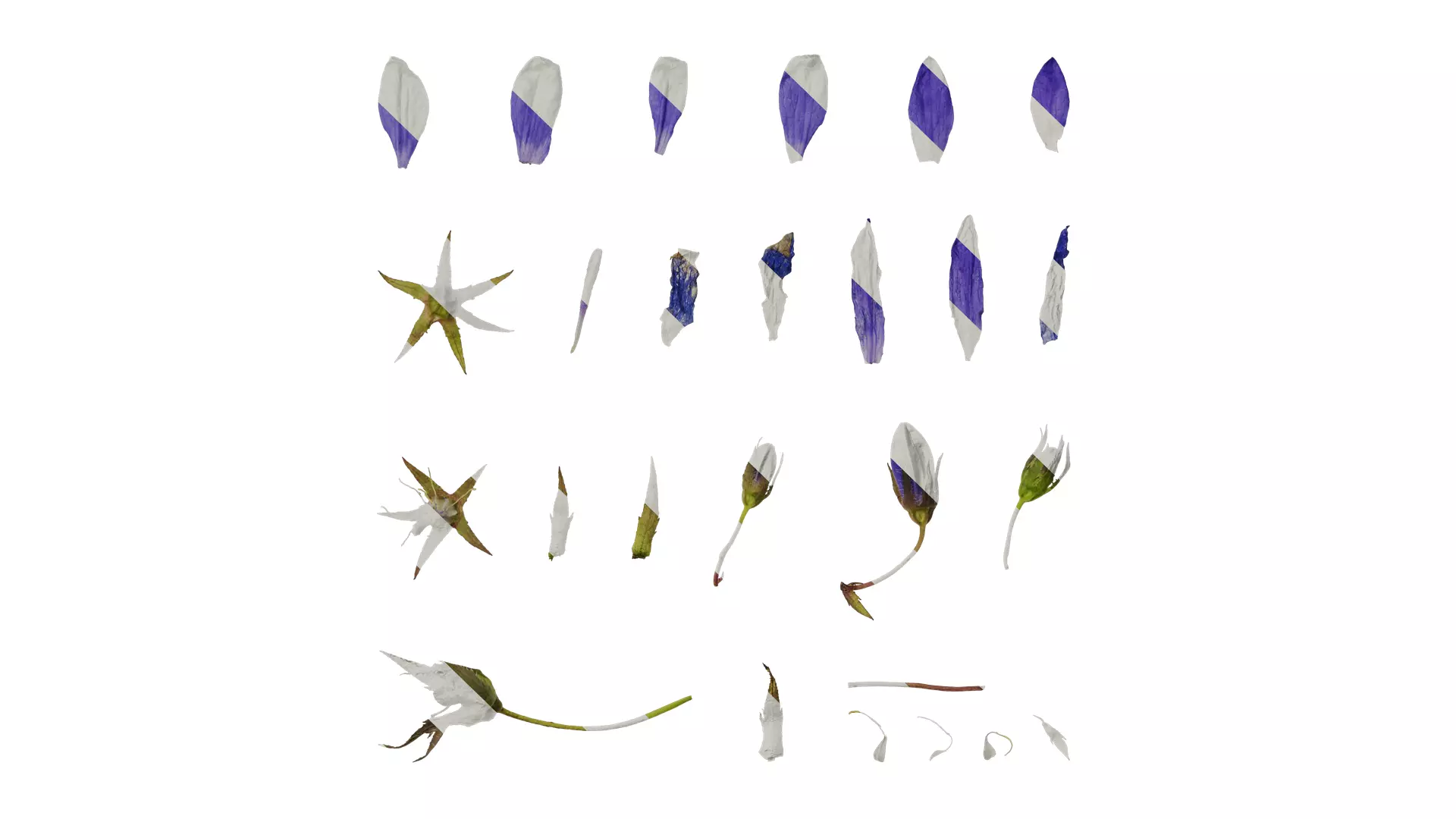 Anydrafts Campanula pallida Flower 02 Texture_0