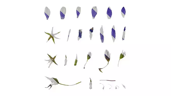 Anydrafts Campanula pallida Flower 02 Texture