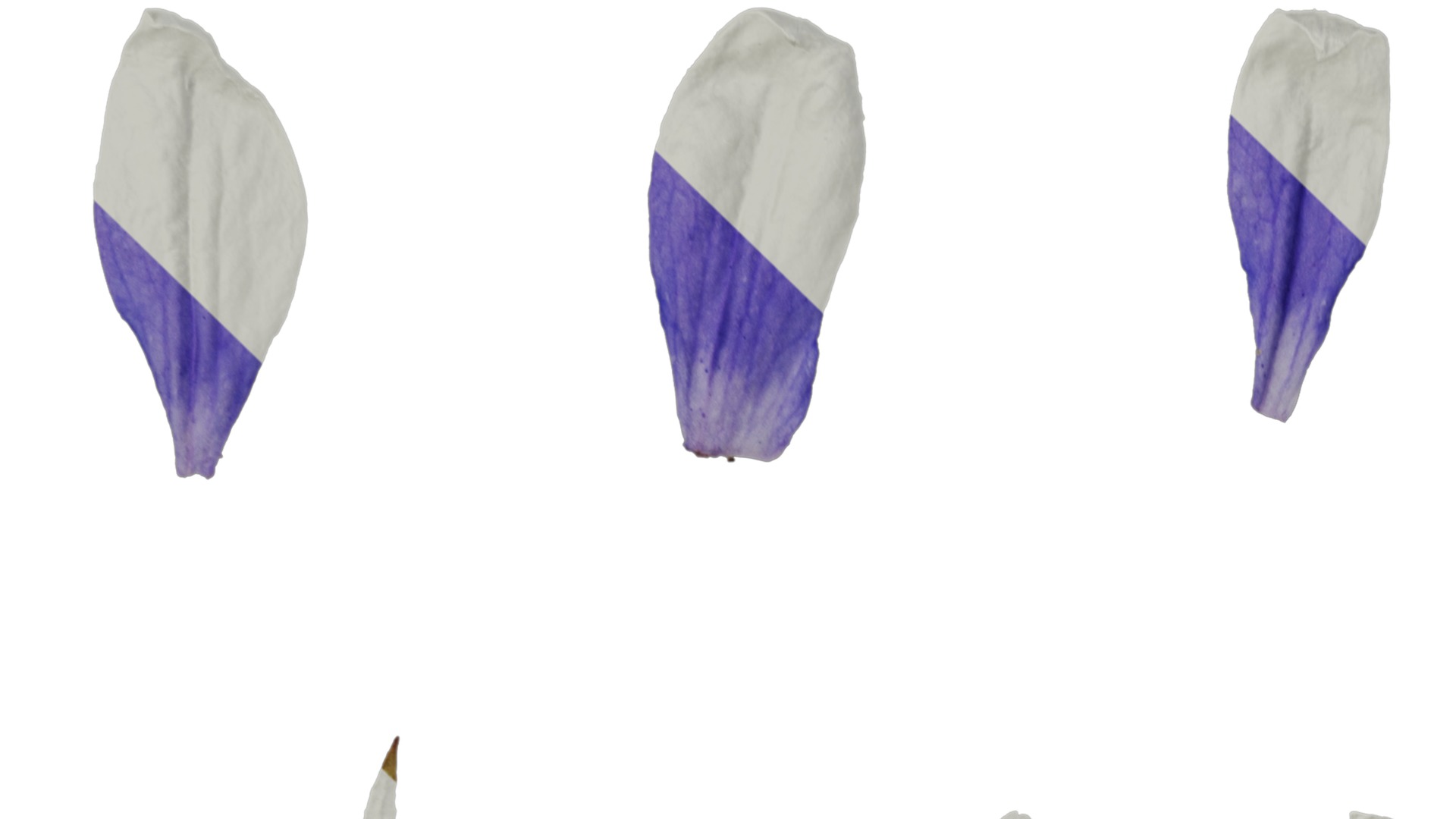 Anydrafts Campanula pallida Flower 02 Texture_1