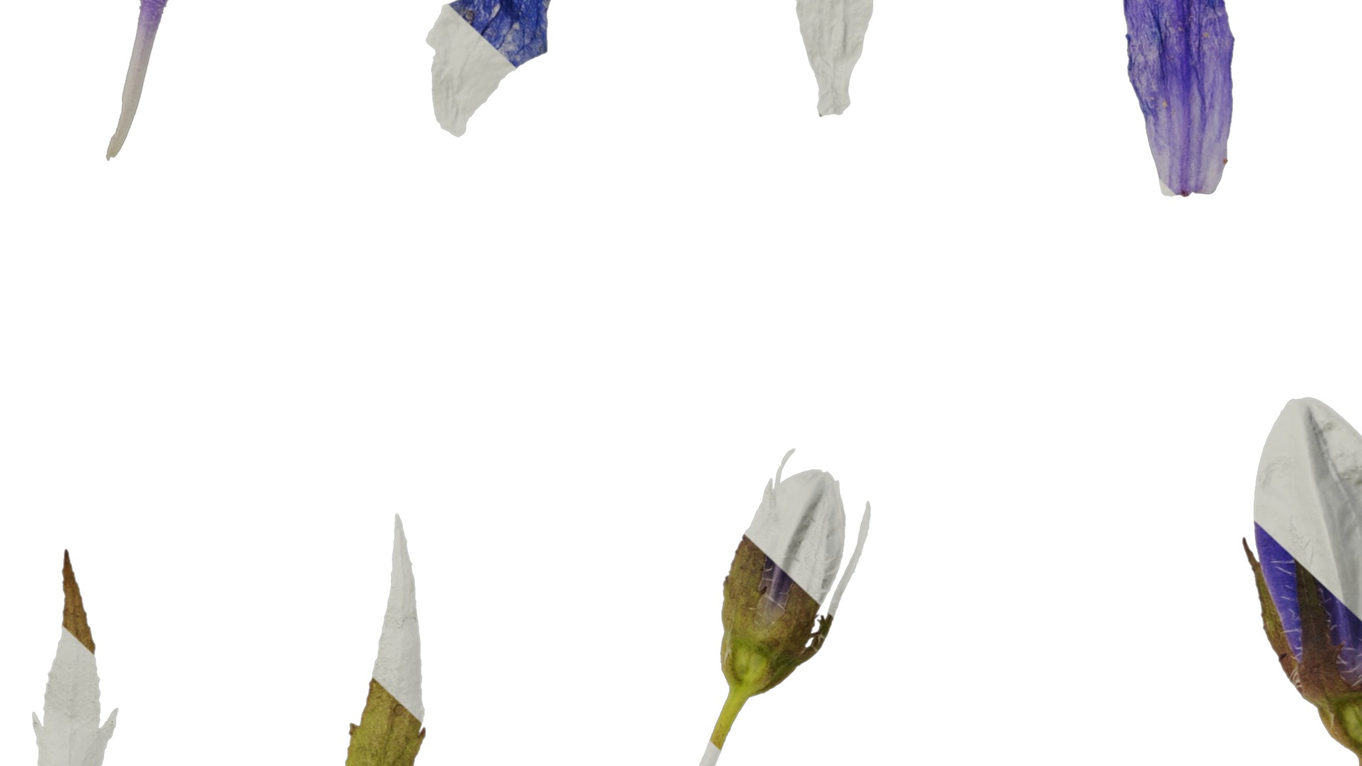 Anydrafts Campanula pallida Flower 02 Texture_7