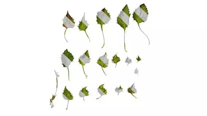 Anydrafts Campanula pallida Leaf 01 Texture