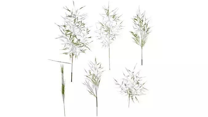 Anydrafts Capillipedium parviflorum Flower 02