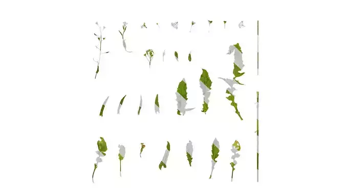 Anydrafts Capsella bursa pastoris Atlas 01