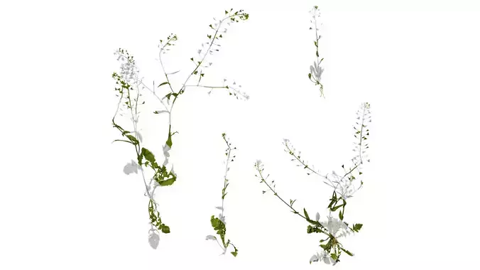 Anydrafts Capsella bursa pastoris Atlas 02