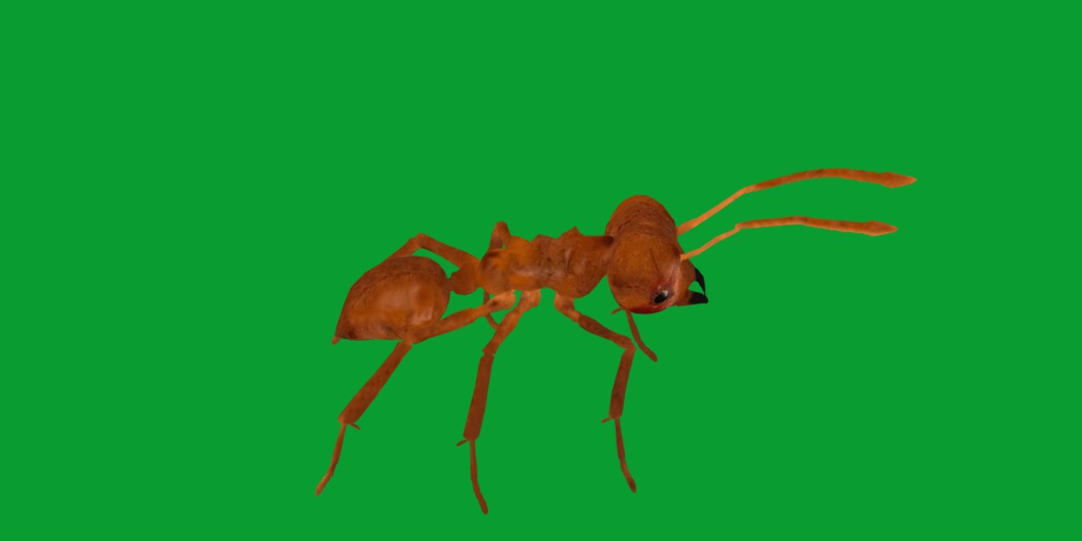 Leafcutter Ant Insect Low-poly 3D model_13