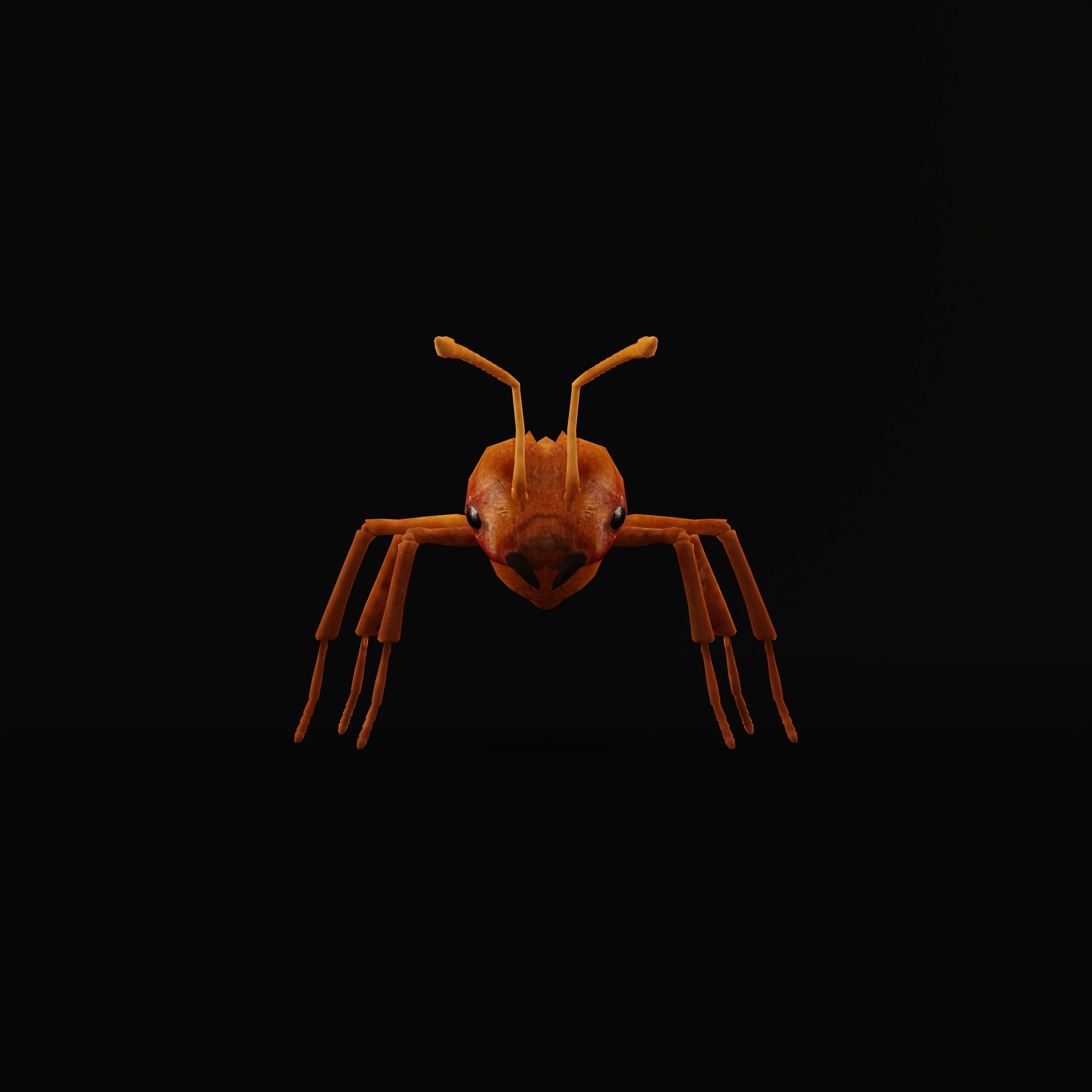 Leafcutter Ant Insect Low-poly 3D model_34