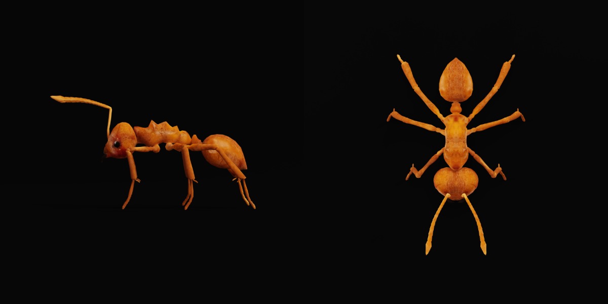 Leafcutter Ant Insect Low-poly 3D model_30