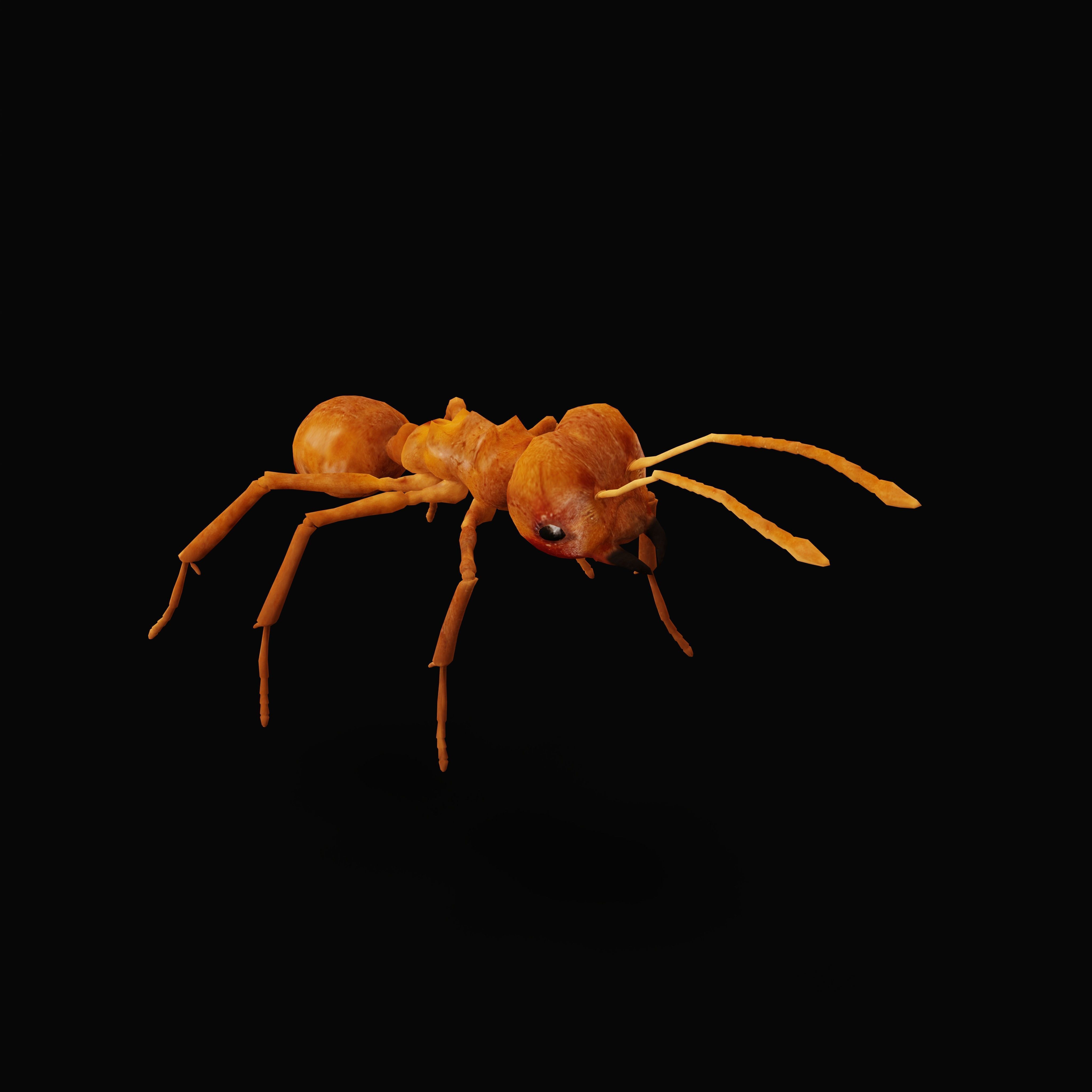 Leafcutter Ant Insect Low-poly 3D model_39