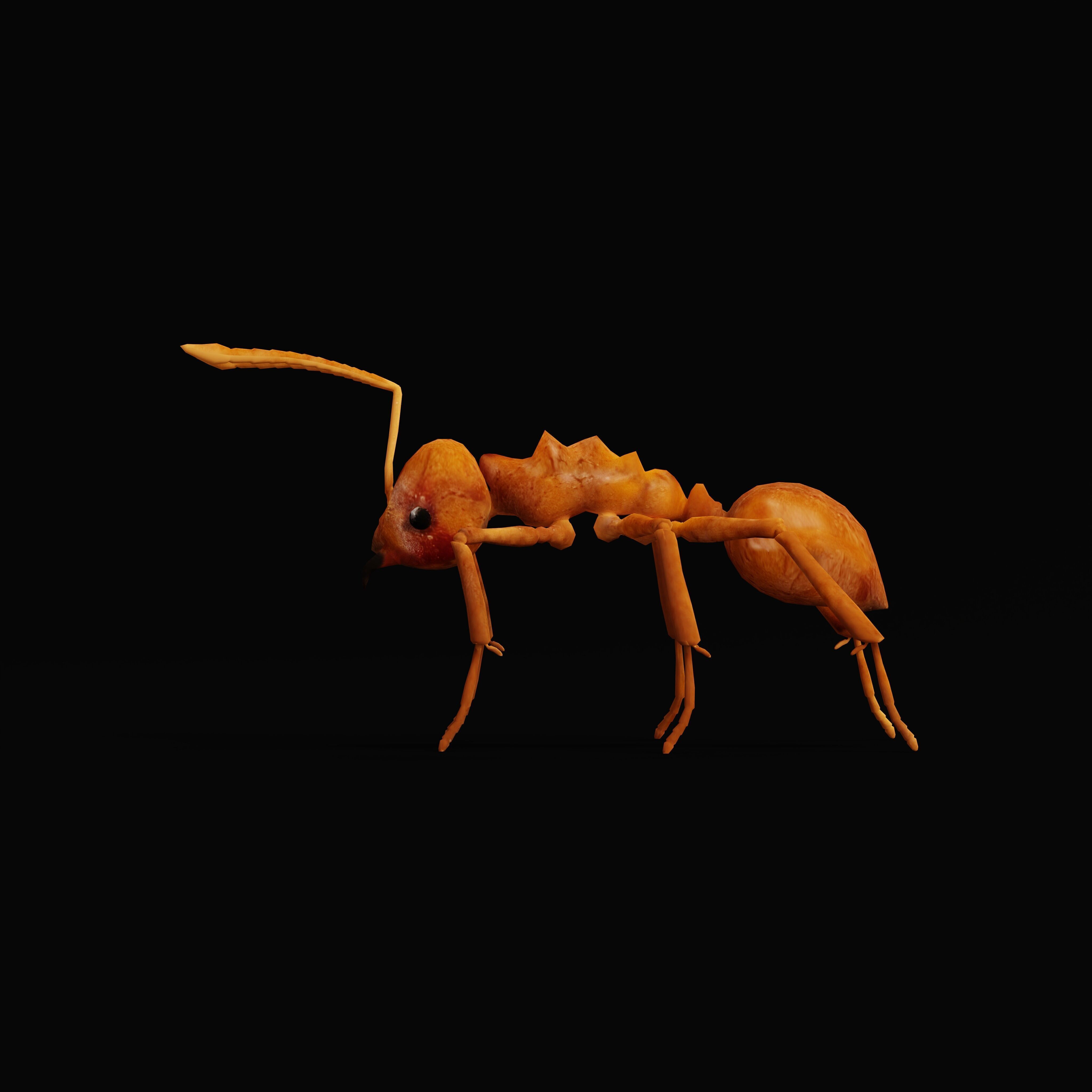 Leafcutter Ant Insect Low-poly 3D model_35