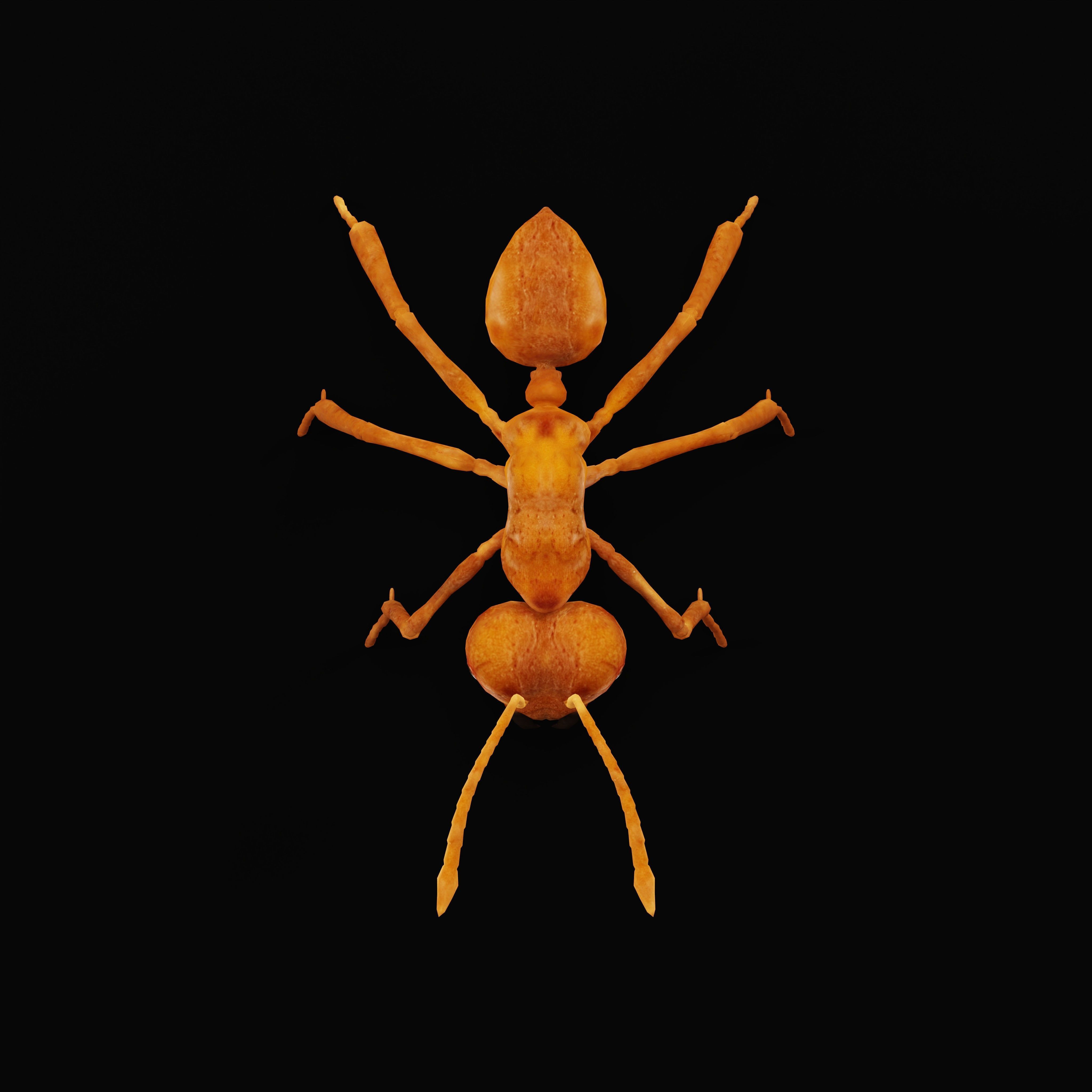Leafcutter Ant Insect Low-poly 3D model_36