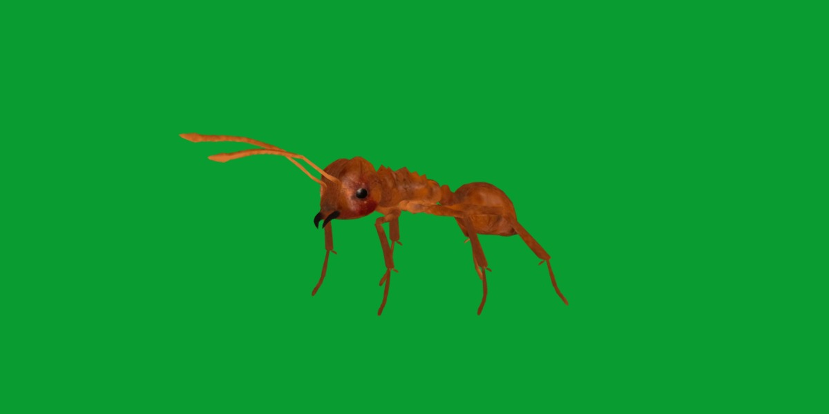 Leafcutter Ant Insect Low-poly 3D model_28