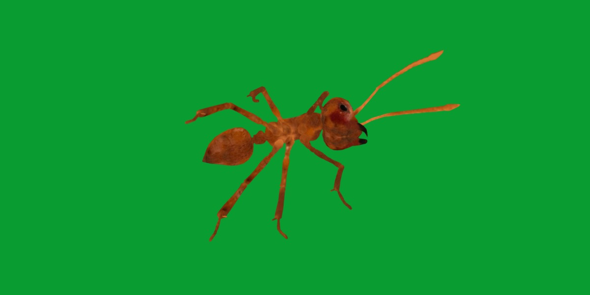 Leafcutter Ant Insect Low-poly 3D model_29