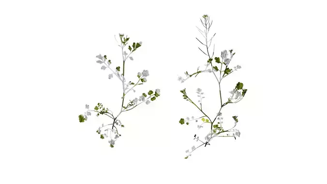 Anydrafts Cardamine hirsuta Atlas 02