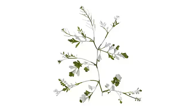 Anydrafts Cardamine hirsuta Atlas 03