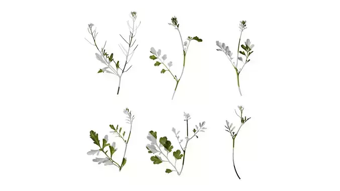 Anydrafts Cardamine hirsuta Atlas 04