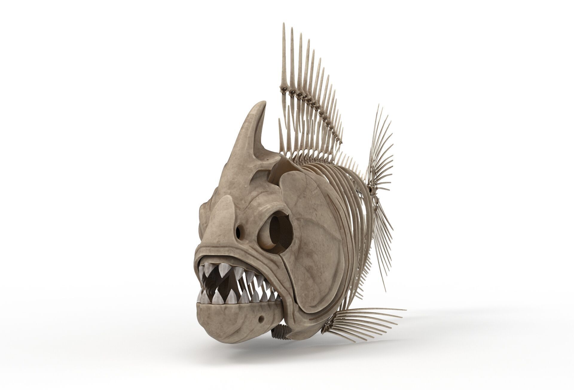 Piranha fish skeleton 3D model_1